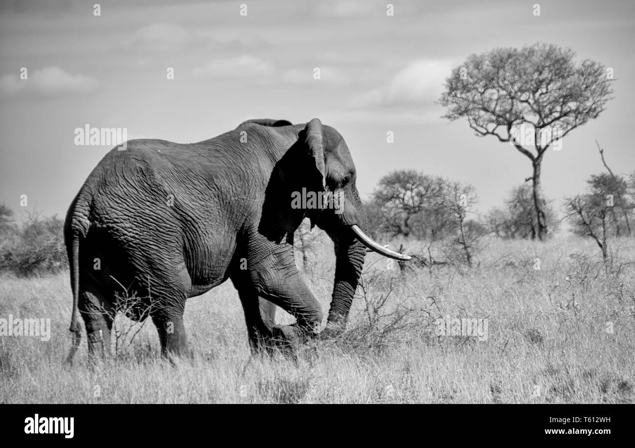 An African Elephant bull in Southern African savanna Stock Photo Alamy
