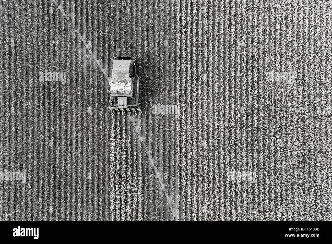 Cotton harvest combine tractor driving on cotton field riping grown cotton raw material in aerial overhead view - black white to contrast white cotton Stock Photo