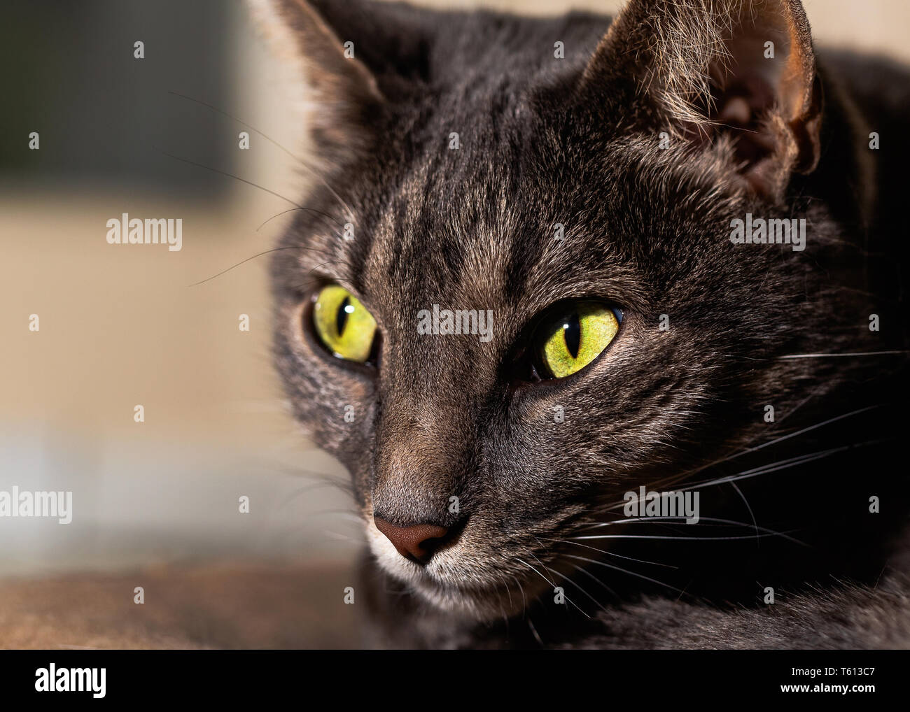 Close up, detail portrait of a pet tabby cat. Stock Photo