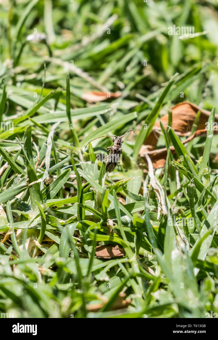 Longicorn beetle climbing grass stalk Stock Photo
