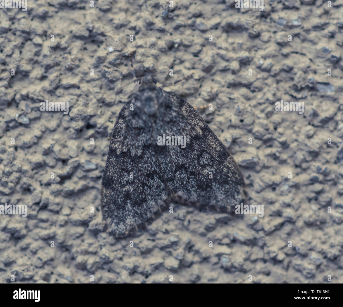 Carpet moth camouflaged on a wall Stock Photo