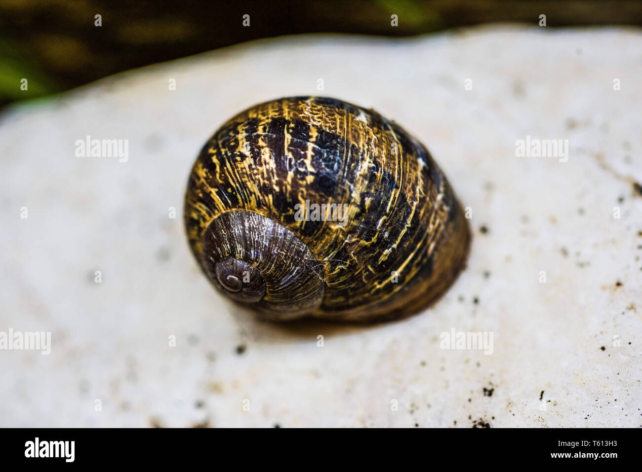 Eine Schnecke versteckt sich in ihrem Gehäuse.