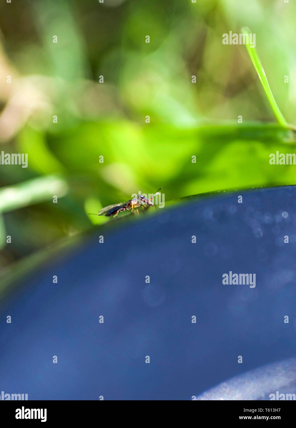 Fig wasp, tiny insect, macro. Stock Photo