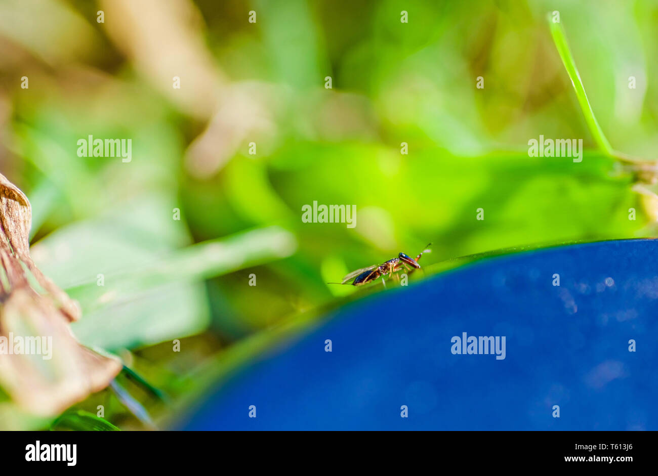 Fig wasp hires stock photography and images Alamy
