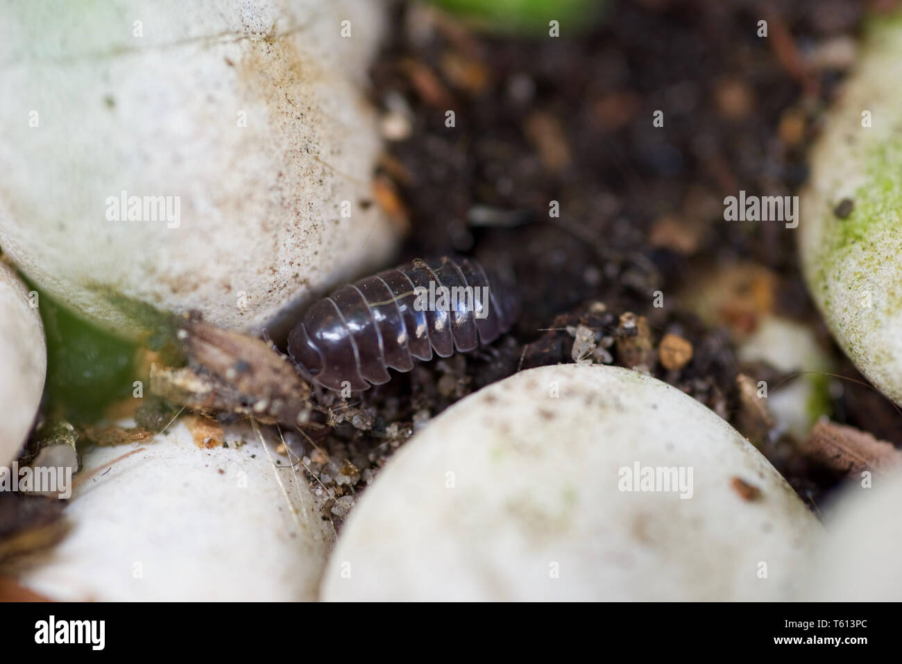 Woodlouse crawling in the garden Stock Photo