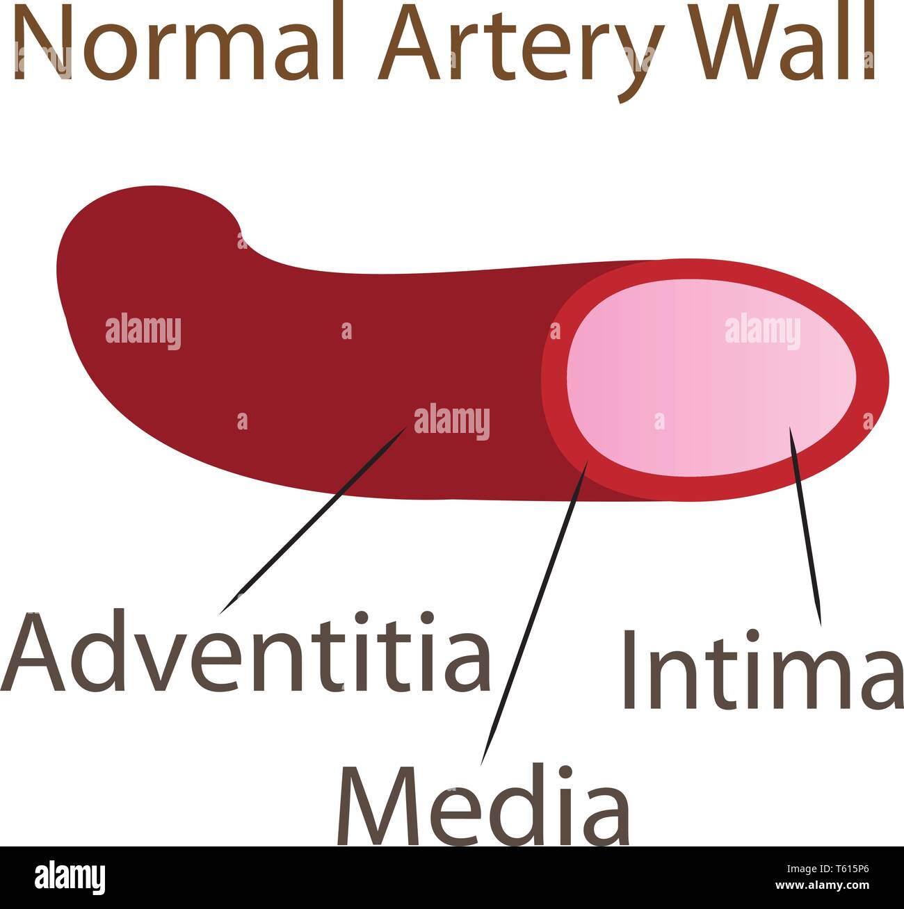 Normal artery wall anatomy medical vector illustration Stock Vector