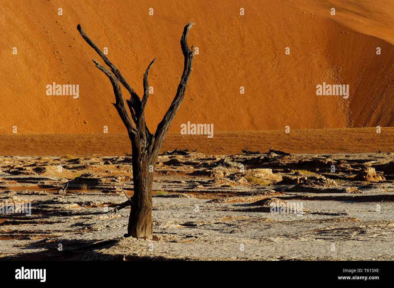 Dead camel thorn tree (acacia erioloba) in Dead Vlei in the Namib-Naukluft-Park, Namib Desert, Maltahöhe District, Hardap Region, Namibia Stock Photo