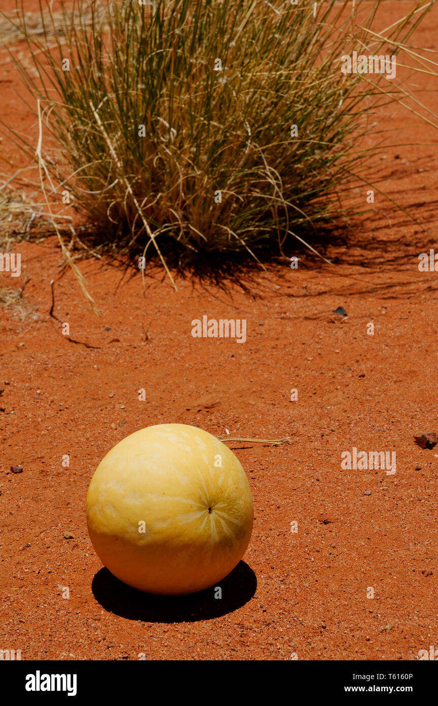 Wild Melon (Tsamma melon, Citrullus ecirrhosus) in Namib desert south of Sesriem, Maltahöhe District, Hardap Region, Namibia Stock Photo