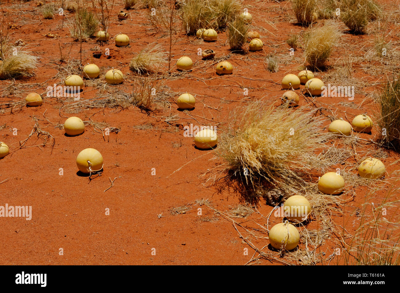 Wild Melons (Tsamma melon, Citrullus ecirrhosus) in Namib desert south of Sesriem, Maltahöhe District, Hardap Region, Namibia Stock Photo