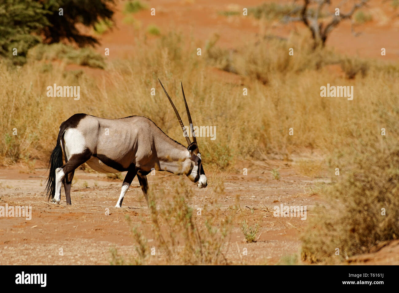 Gemsbok (Oryx antelope) near Sossusvlei in the Namib-Naukluft-Park, Namib Desert, Maltahöhe District, Hardap Region, Namibia Stock Photo