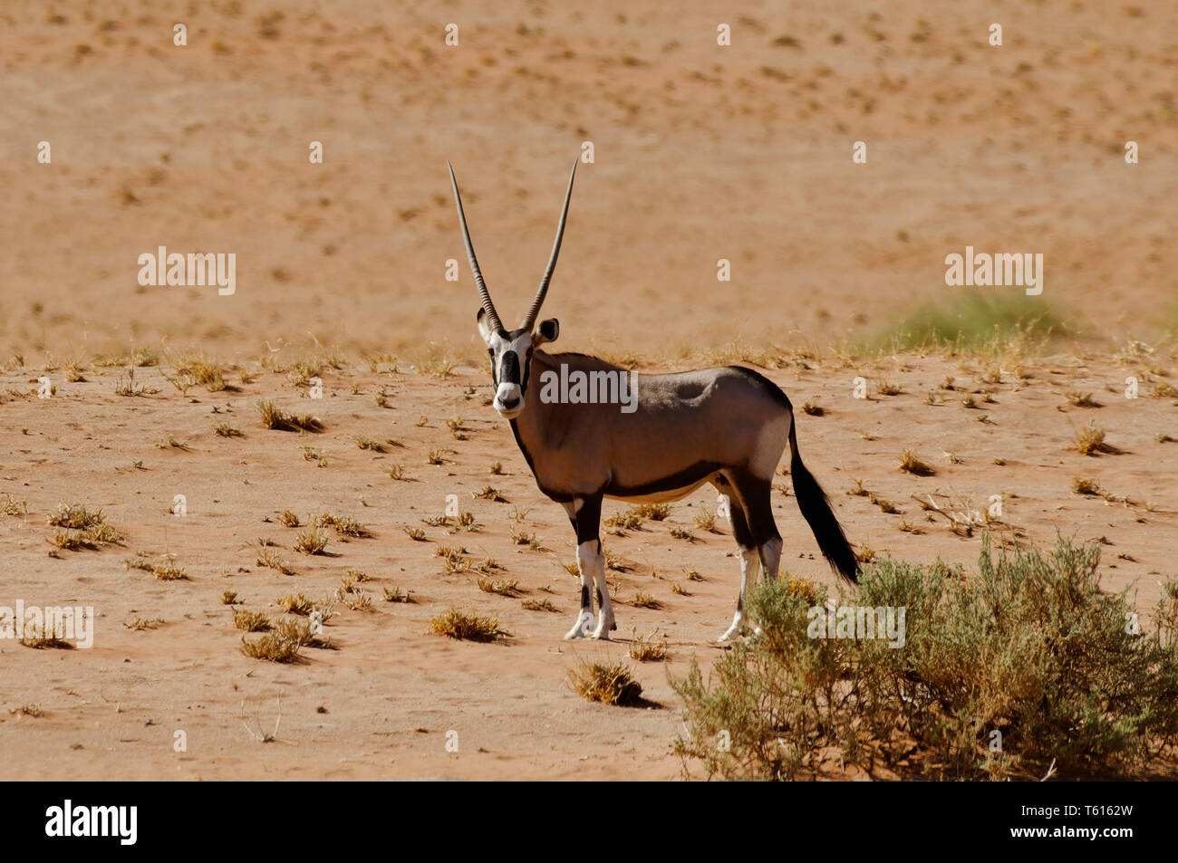 Gemsbok (Oryx antelope) near Sossusvlei in the Namib-Naukluft-Park, Namib Desert, Maltahöhe District, Hardap Region, Namibia Stock Photo