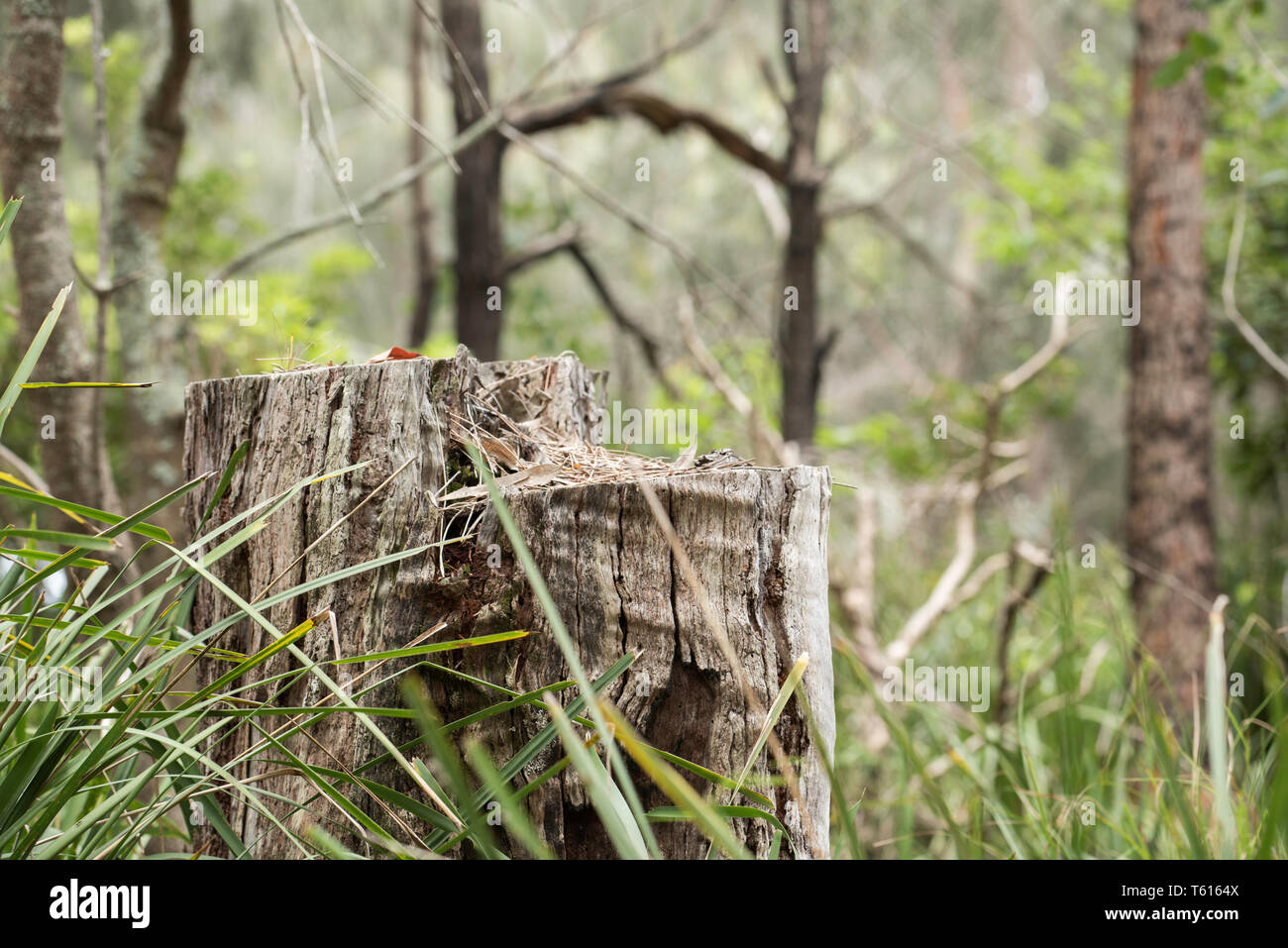 An old weathered tree stump of a Eucalyptus tree, probably a Spotted Gum (Corymbia maculata) in the NSW south coast town of Bawley Point Stock Photo