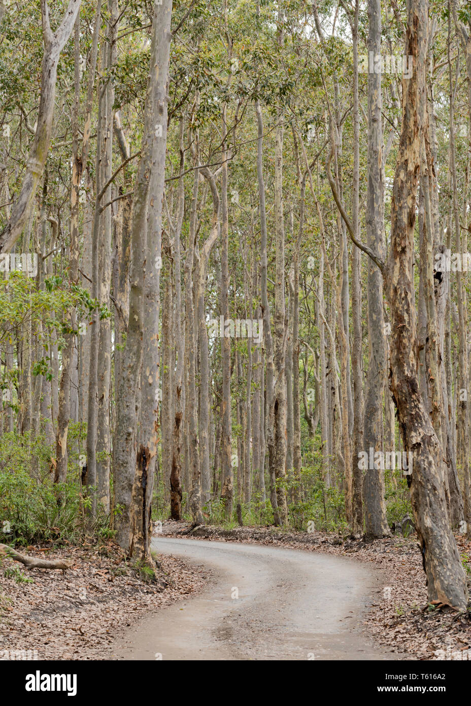 A dirt road or trail though a Eucalyptus Spotted Gum (Corymbia maculata) forest in Bawley Point on the New South Wales south coast of Australia Stock Photo