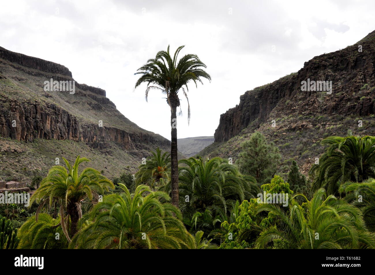 Mountain landscape with palm tree Stock Photo