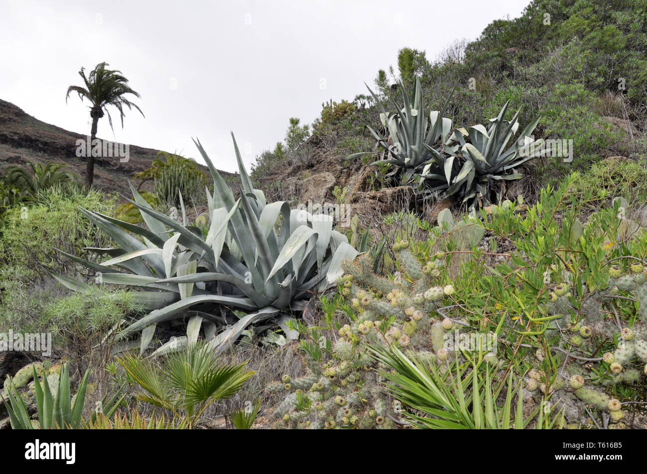 Desert plants in mountain landscape Stock Photo