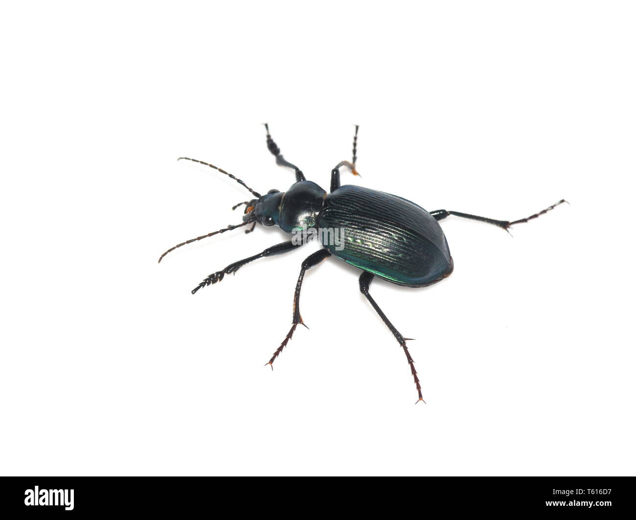 The caterpillar hunter ground beetle Calosoma granatense from Galapagos islands isolated on white background Stock Photo