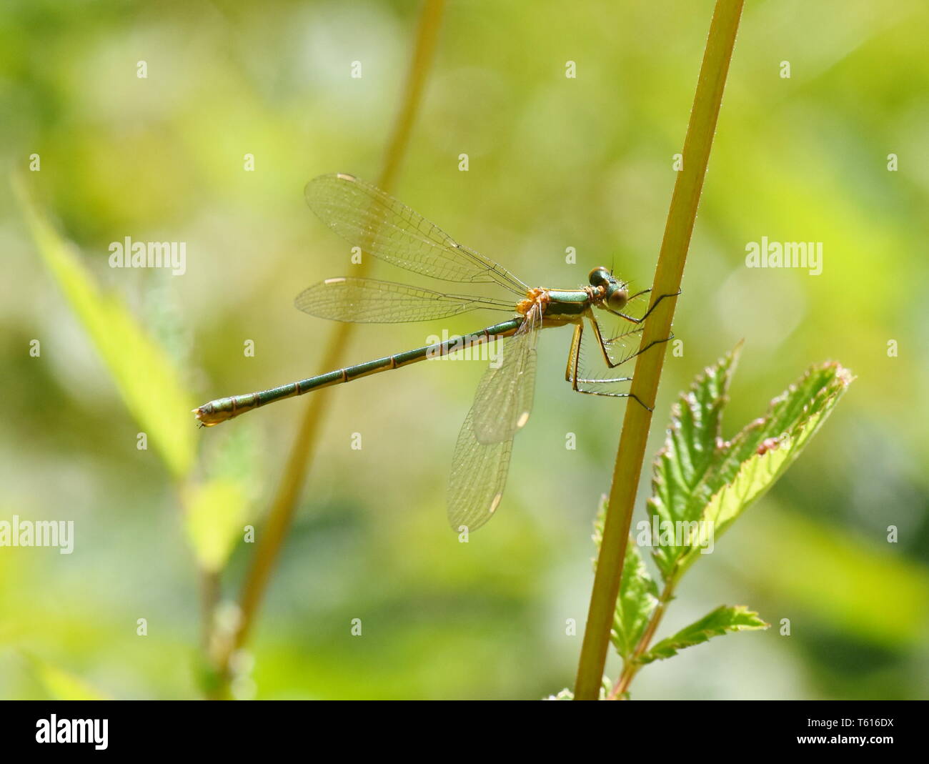The emerald damselfly Lestes sponsa female sitting in vegetation Stock ...