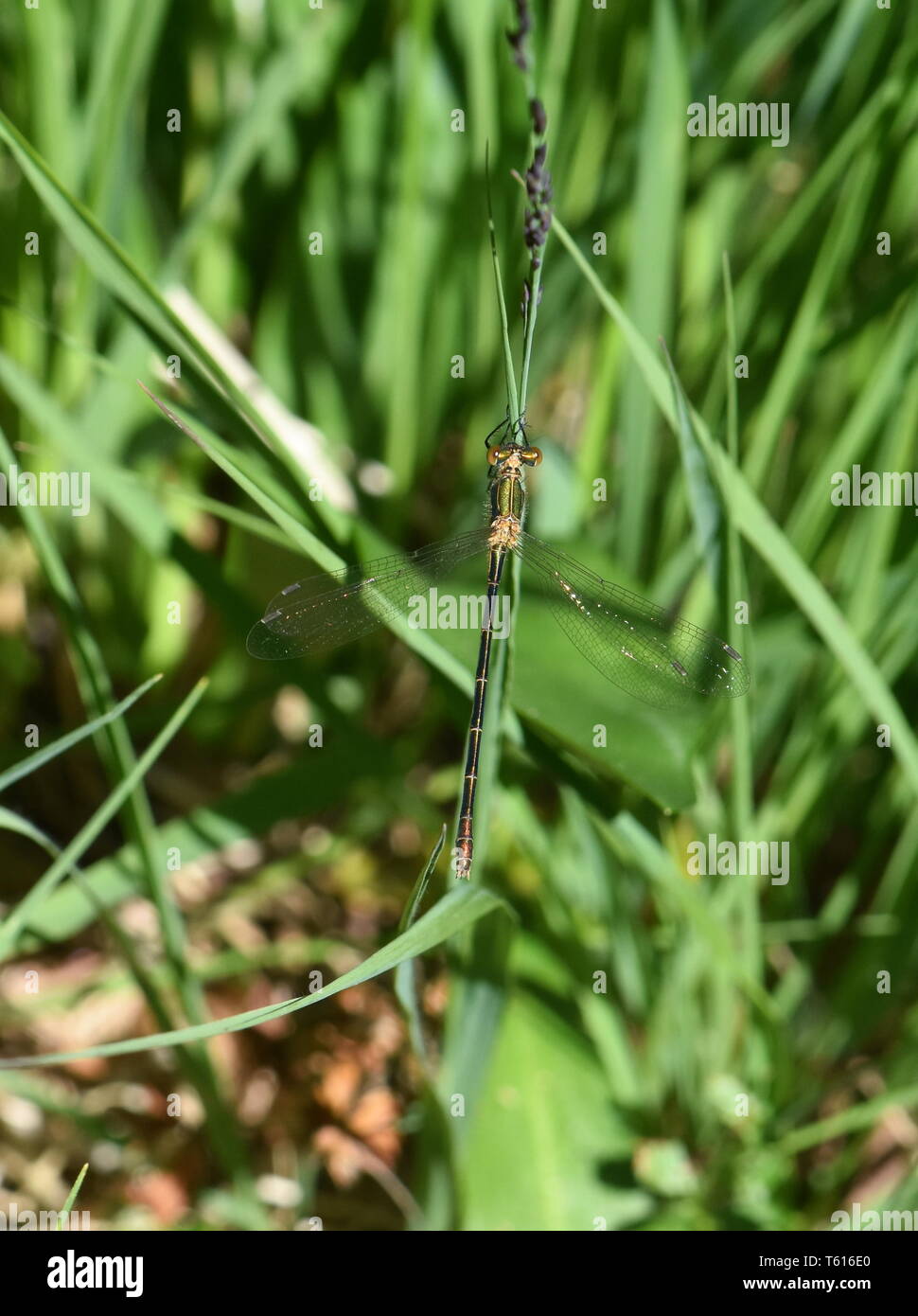 The emerald damselfly Lestes sponsa female sitting in vegetation Stock ...