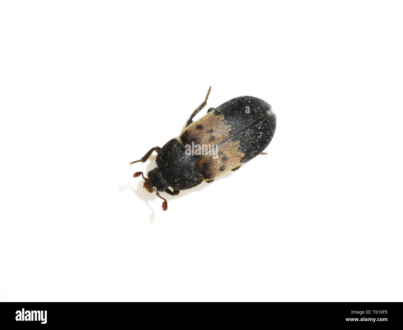 The larder beetle Dermestes lardarius isolated on white background Stock Photo