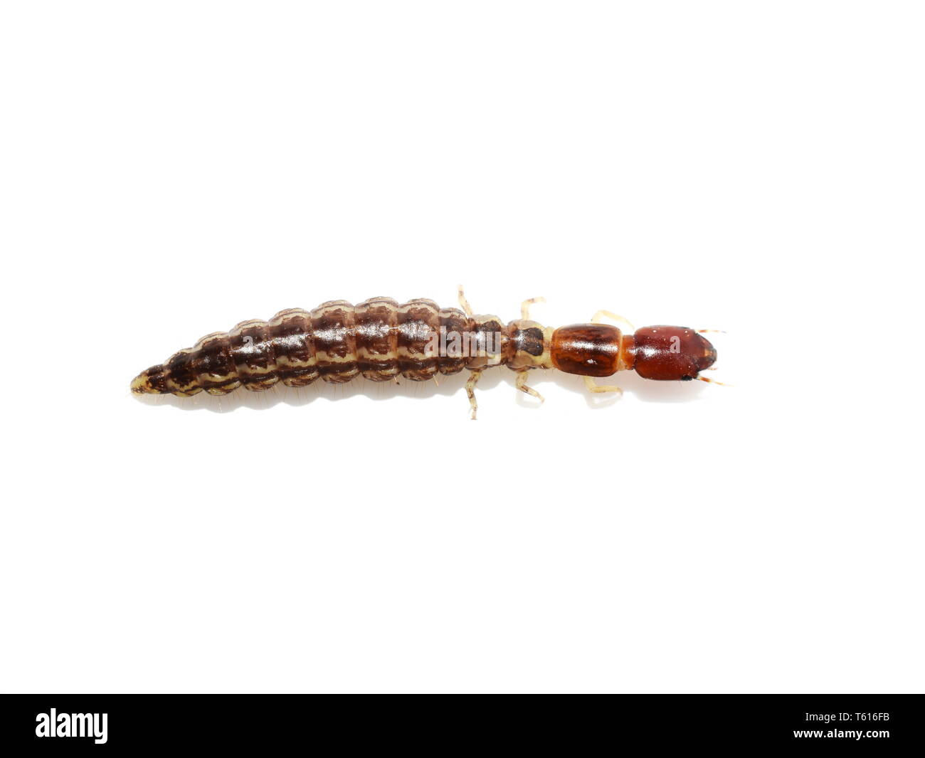 Rhapidioptera snakefly larvae isolated on white background Stock Photo