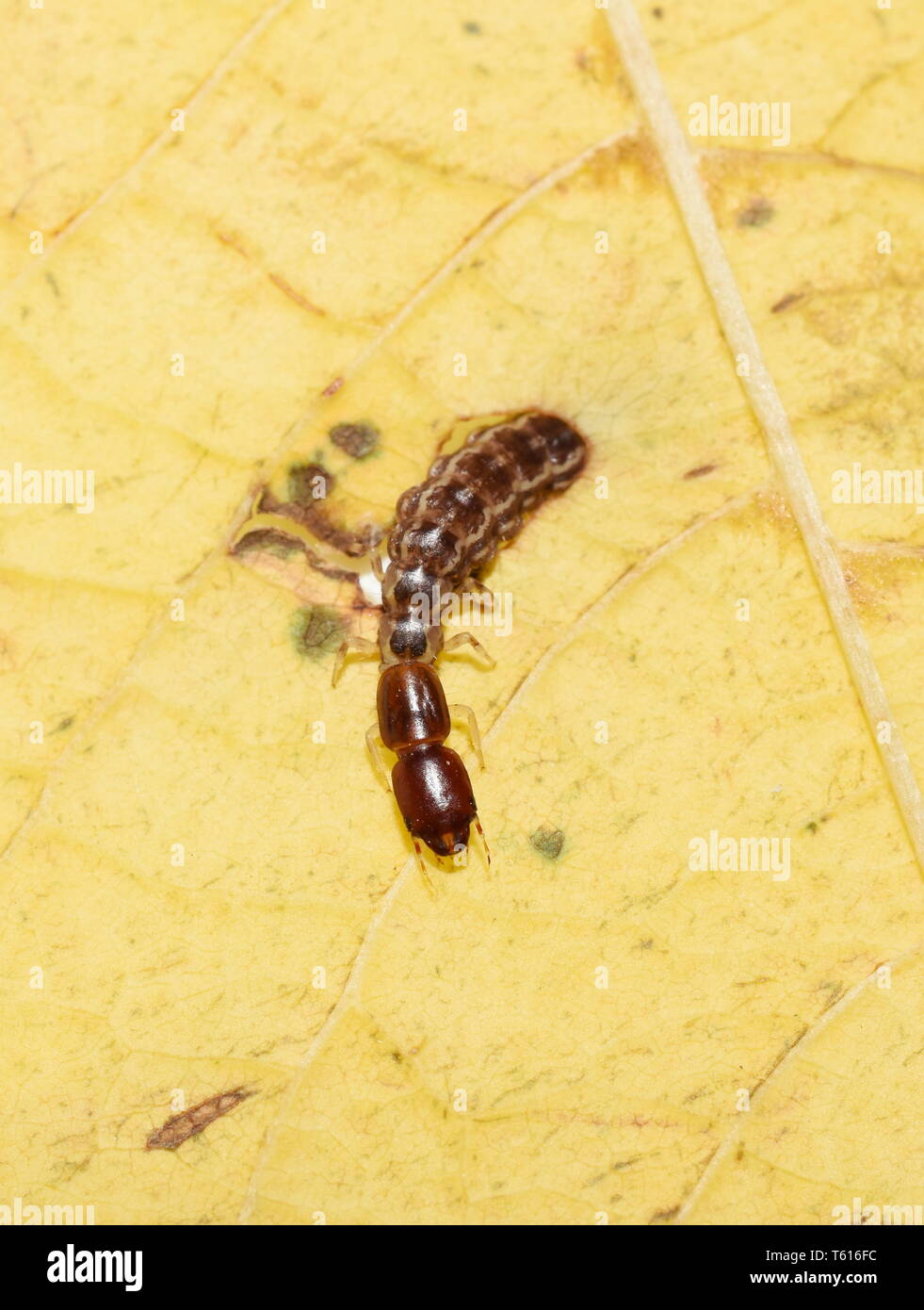 Snakefly larvae crawling on a yellow leaf Stock Photo