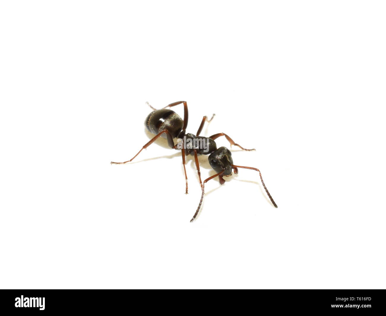 The black garden ant Lasius niger isolated on white background Stock Photo