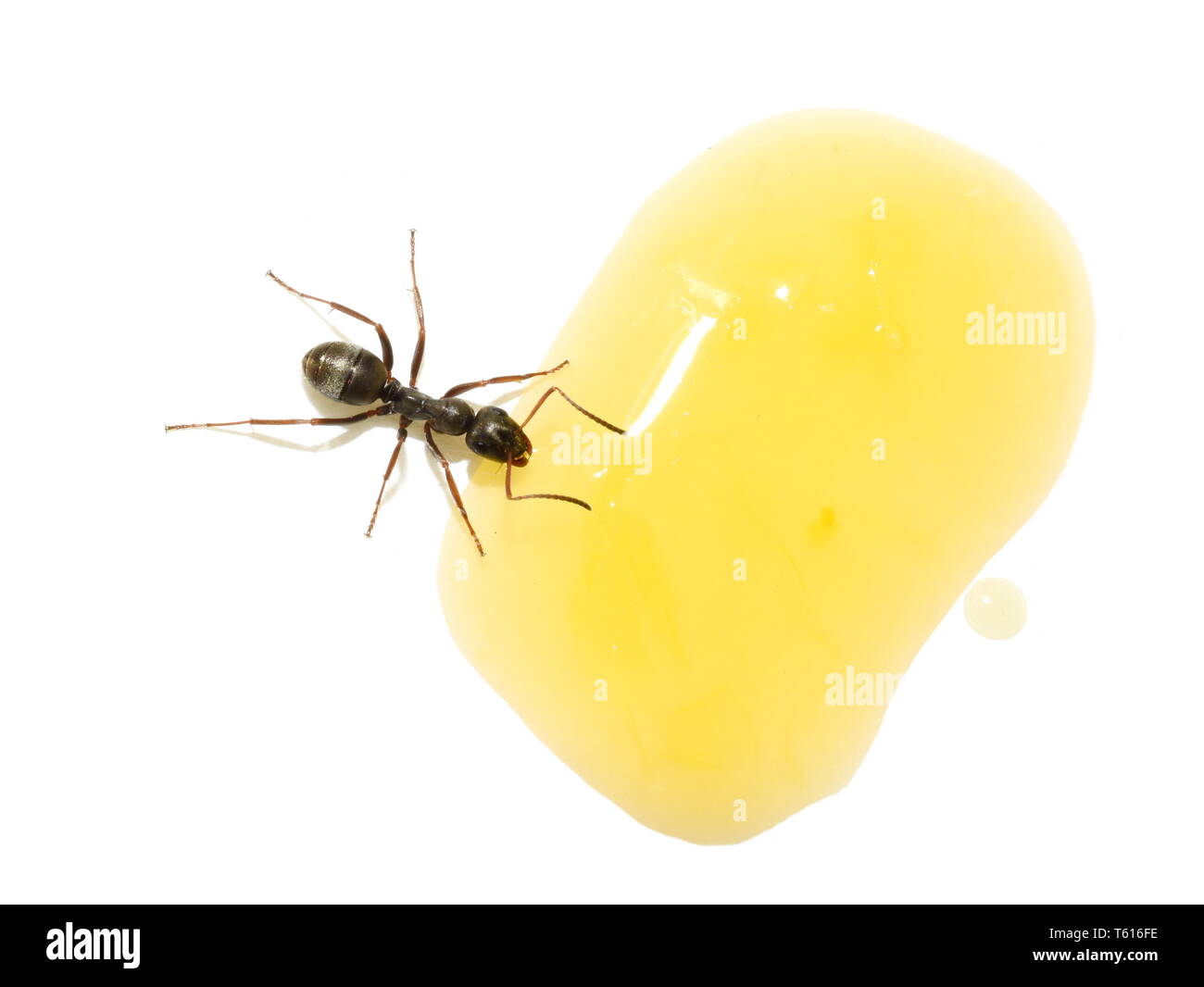 The black garden ant Lasius niger drinking from a droplet of orange juice Stock Photo