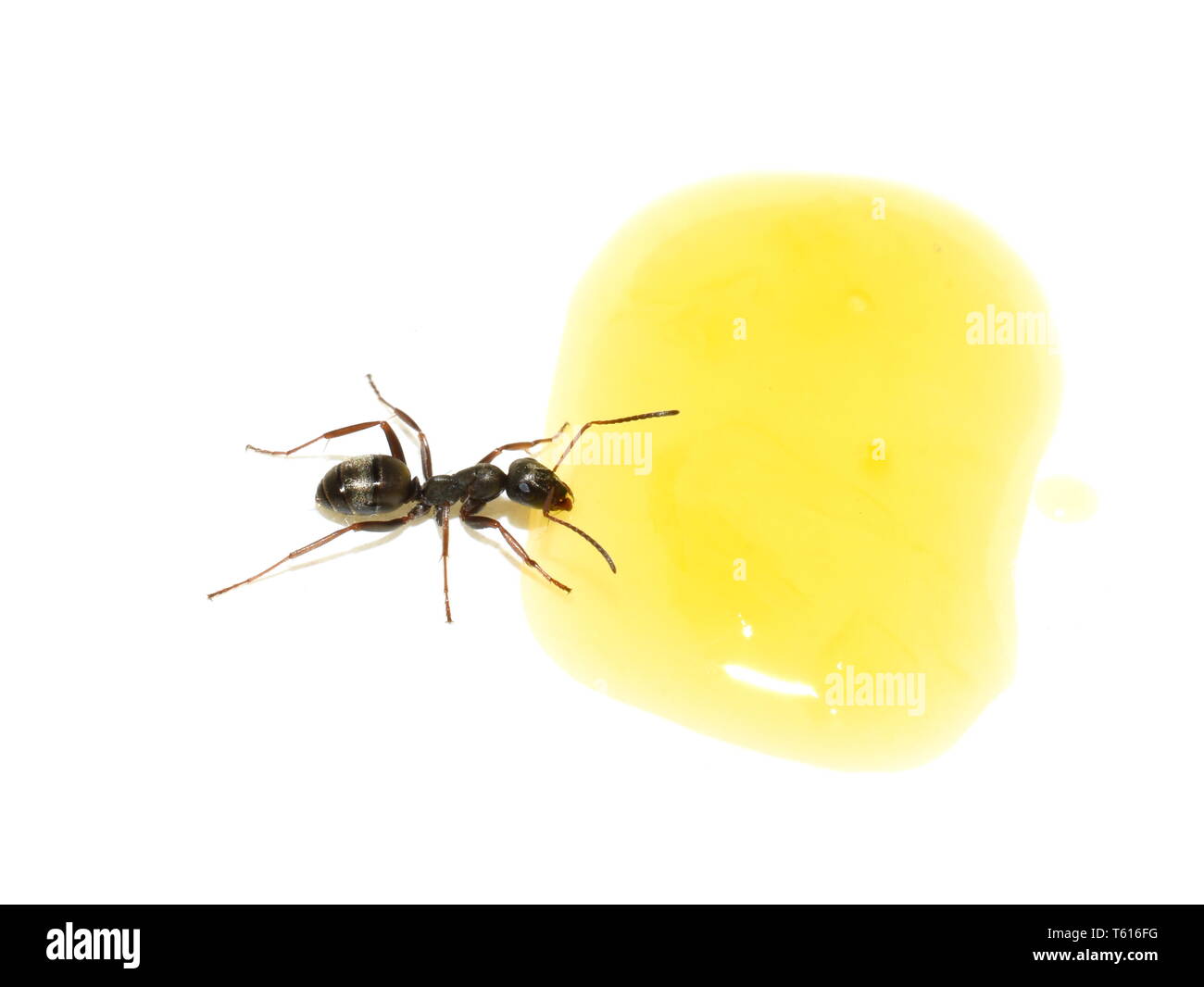 The black garden ant Lasius niger drinking from a droplet of orange juice Stock Photo