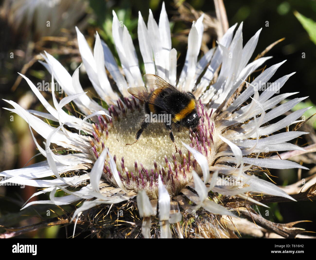 Bumblebee feeding on silver thistle flower Stock Photo