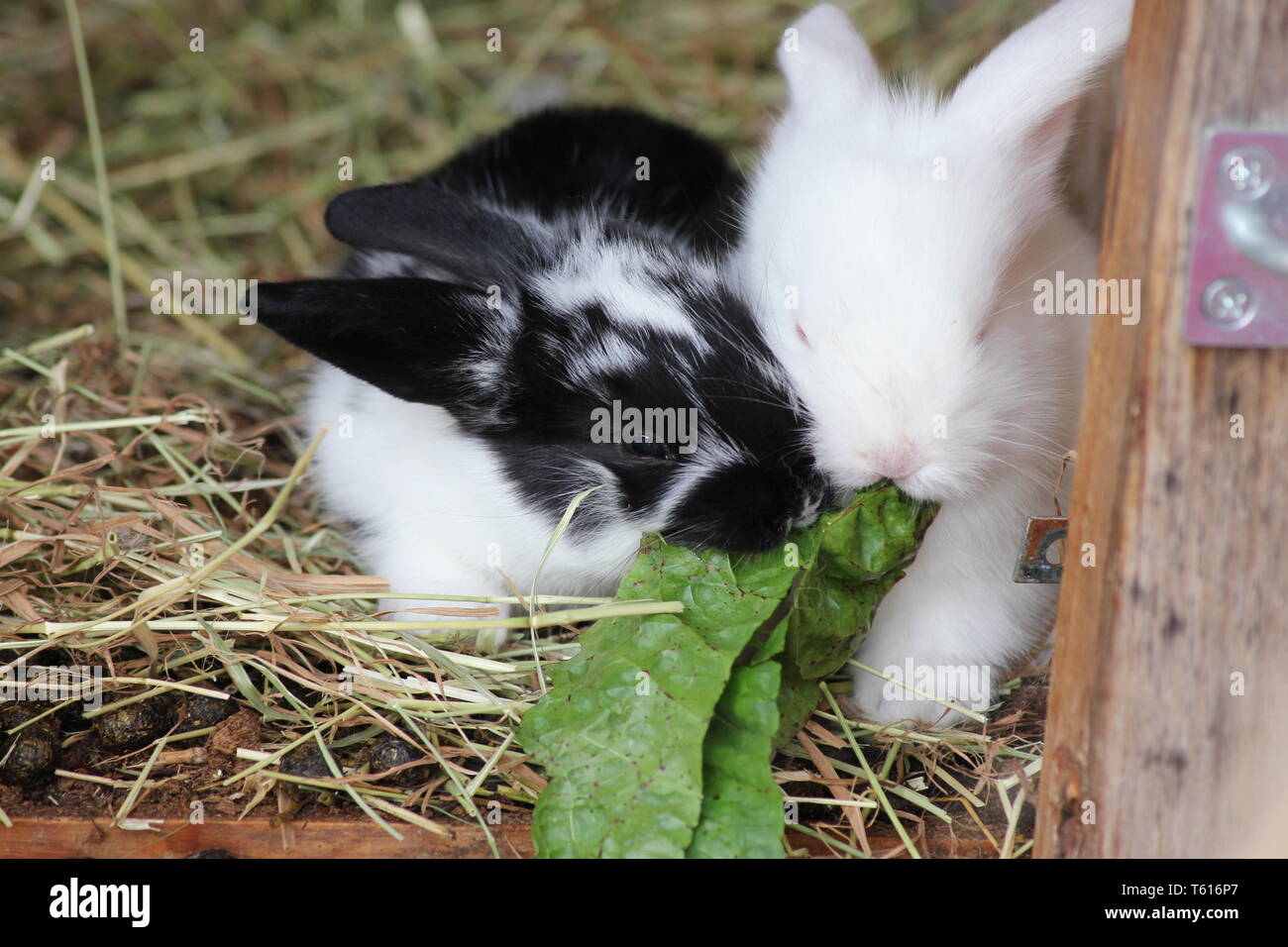 Two baby rabbits eating together Stock Photo - Alamy