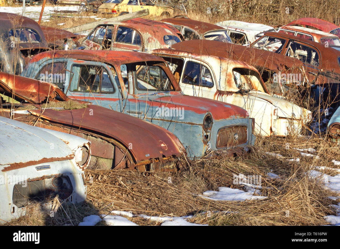 Classic car in overgrown junk hi-res stock photography and images - Alamy