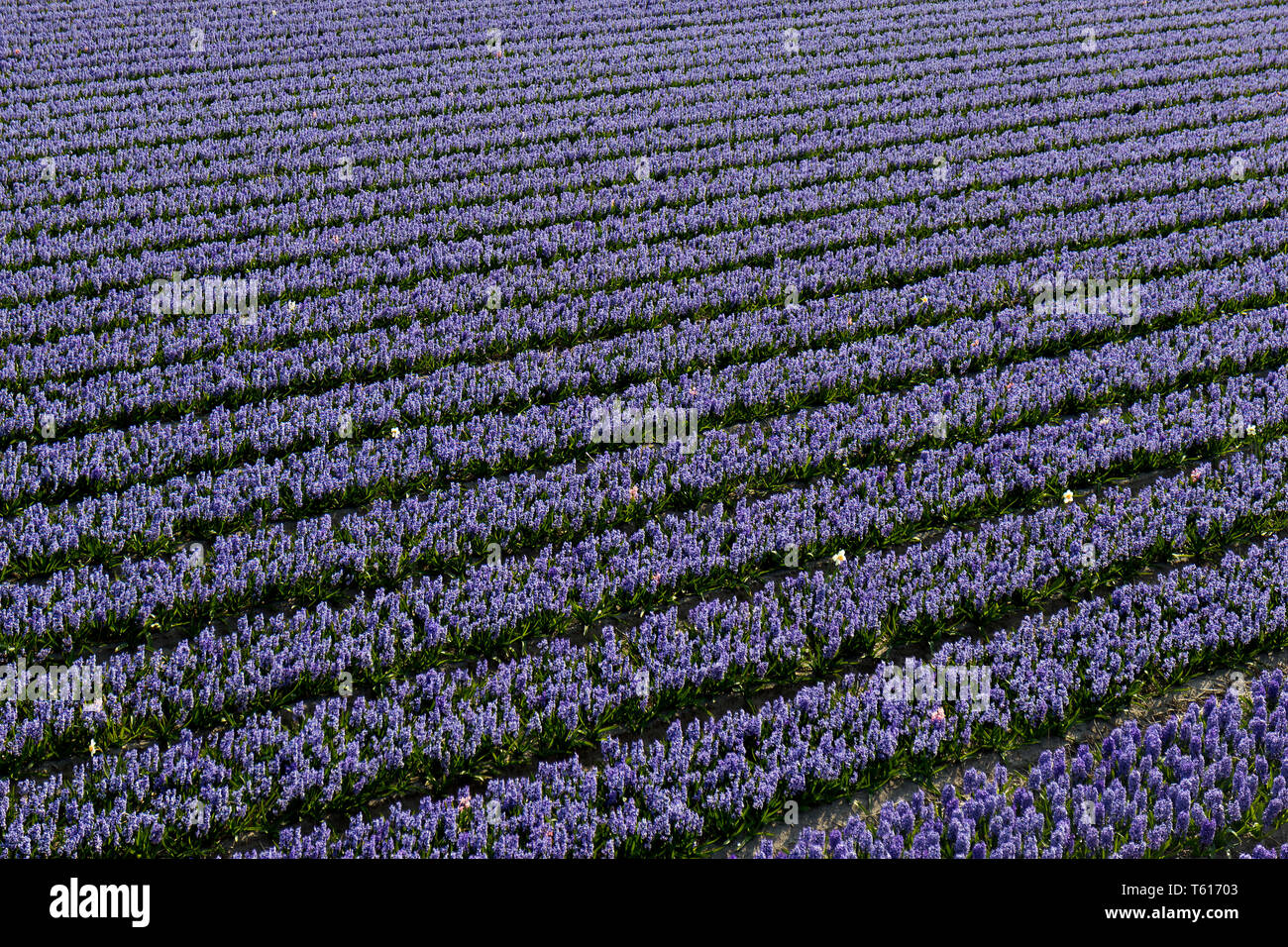 Rows of traditional Dutch Hyacinths with purple flowers Stock Photo - Alamy