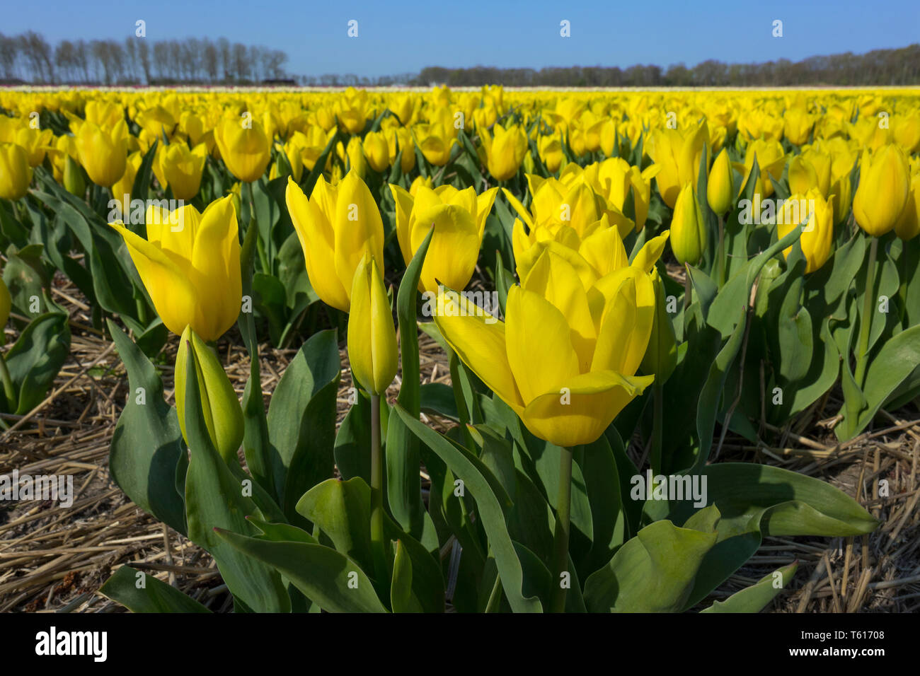 Traditional Dutch tulip field with  yellow flowers Stock Photo