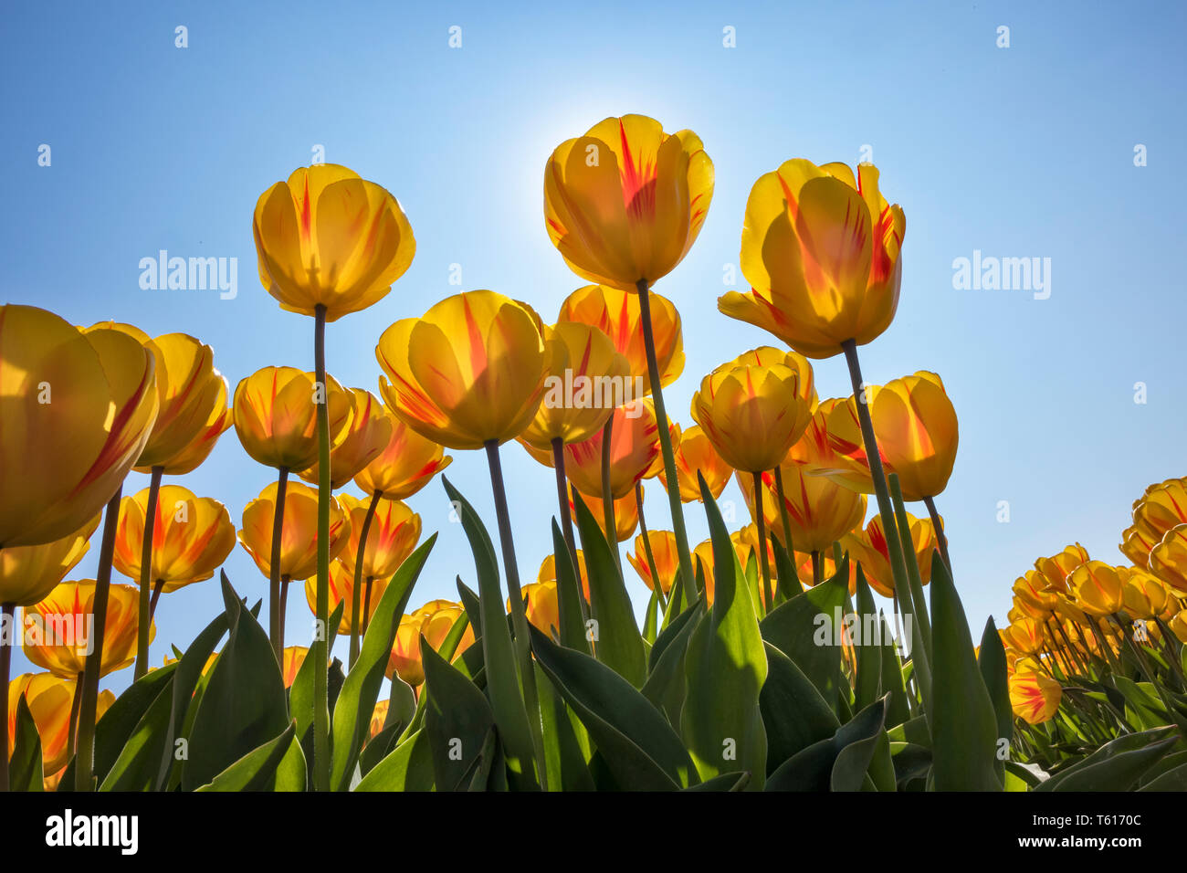 Traditional Dutch tulip field with yellow flowers in sunlight Stock Photo