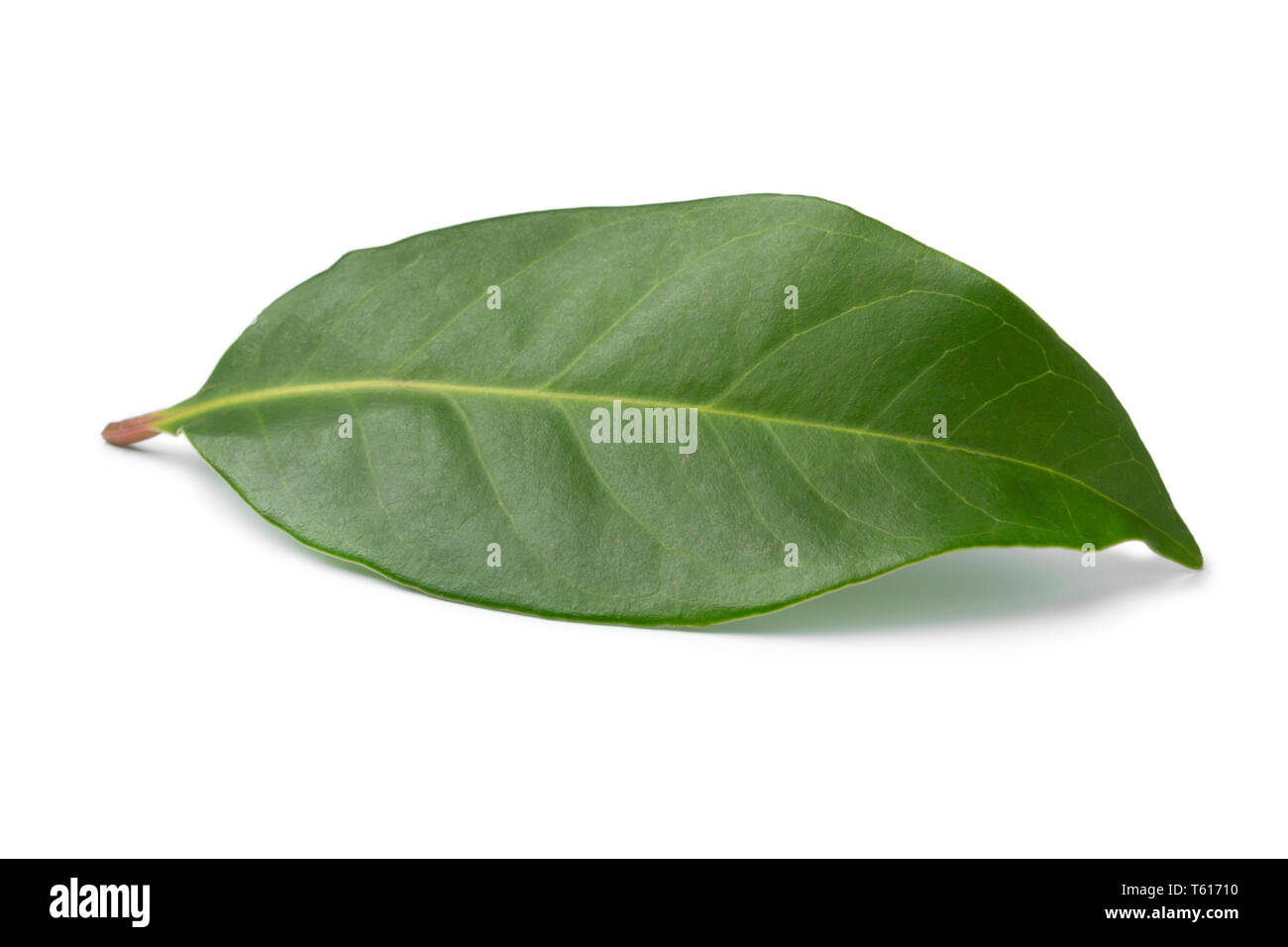 Syzygium leaf hires stock photography and images Alamy