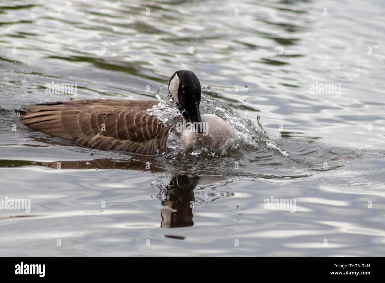 Canada goose cleaning its feathers with a bath in the clear water of a