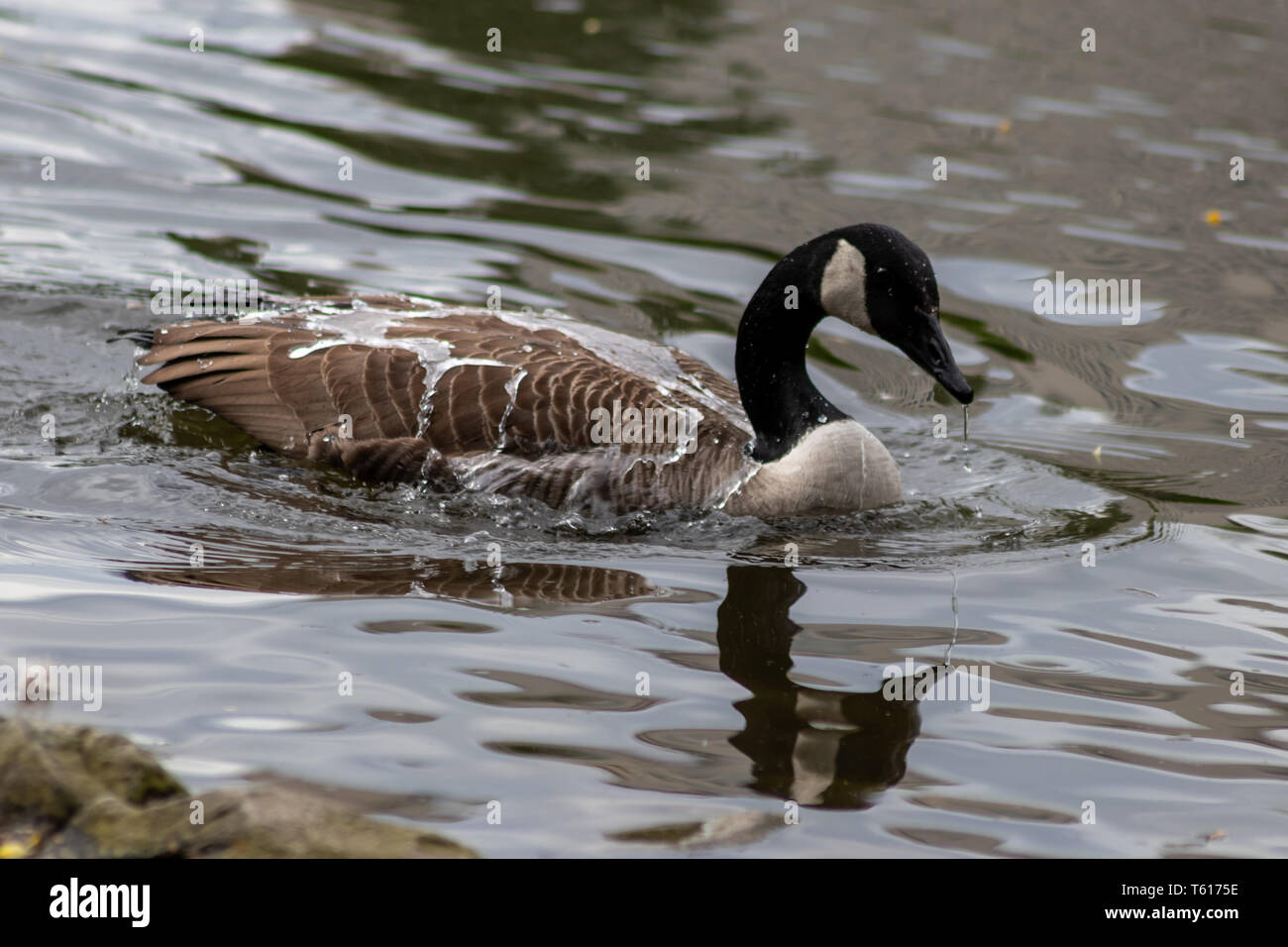 Canada goose cleaning its feathers with a bath in the clear water of a lake  in