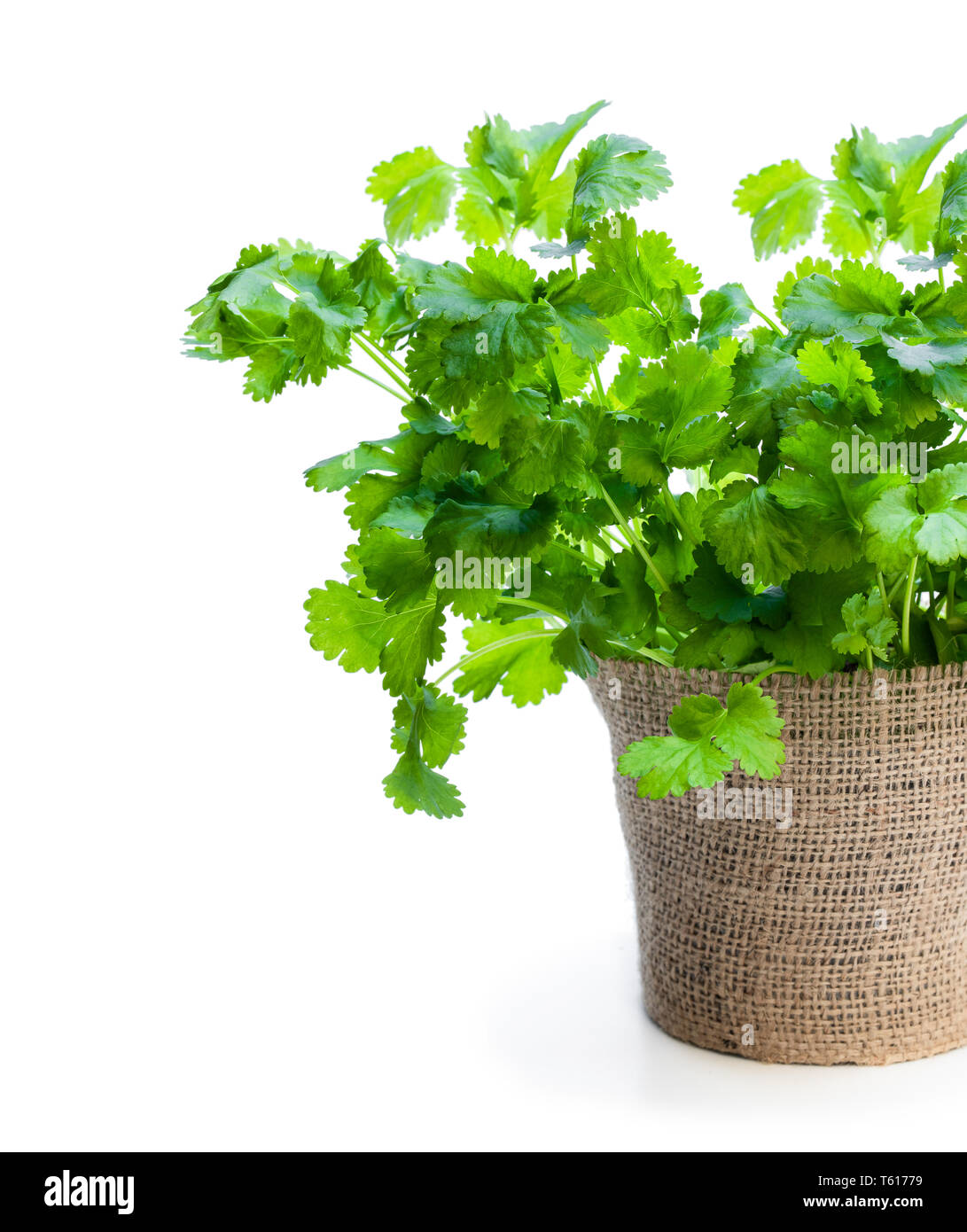Coriander plant in a pot isolated on white Stock Photo Alamy
