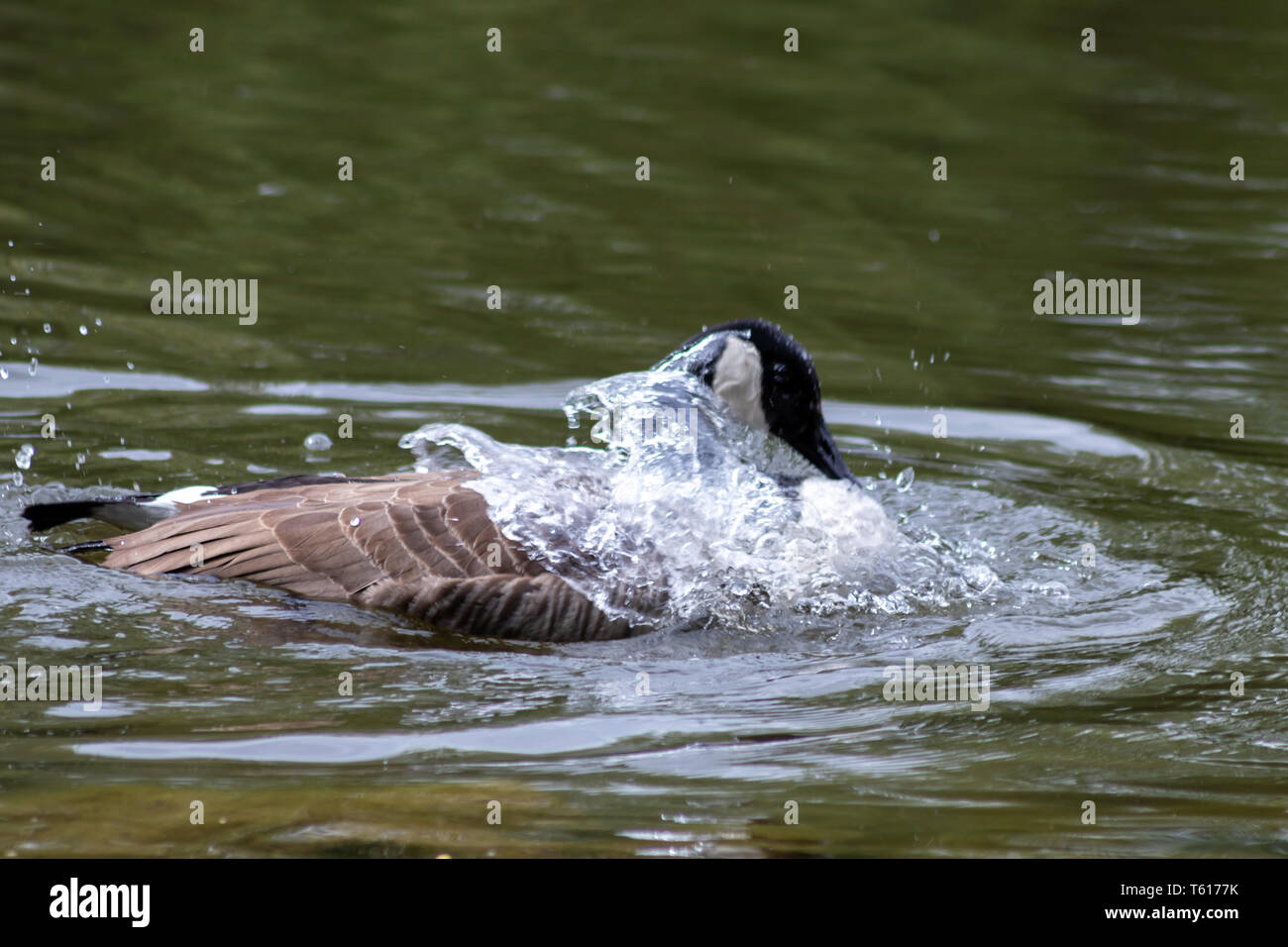 Canada goose cleaning its feathers with a bath in the clear water of a