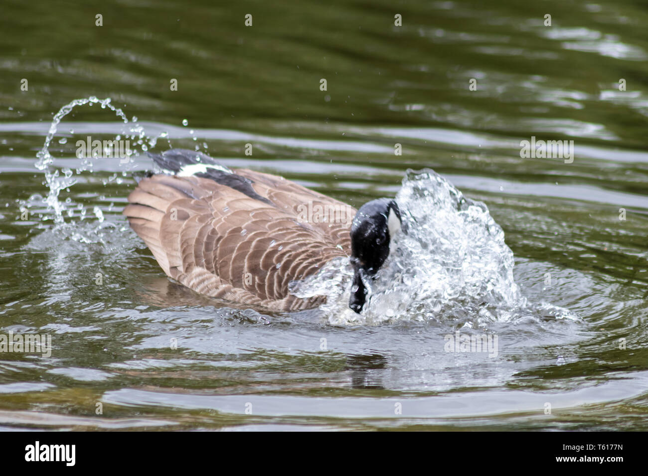 Canada goose cleaning its feathers with a bath in the clear water of a lake  in