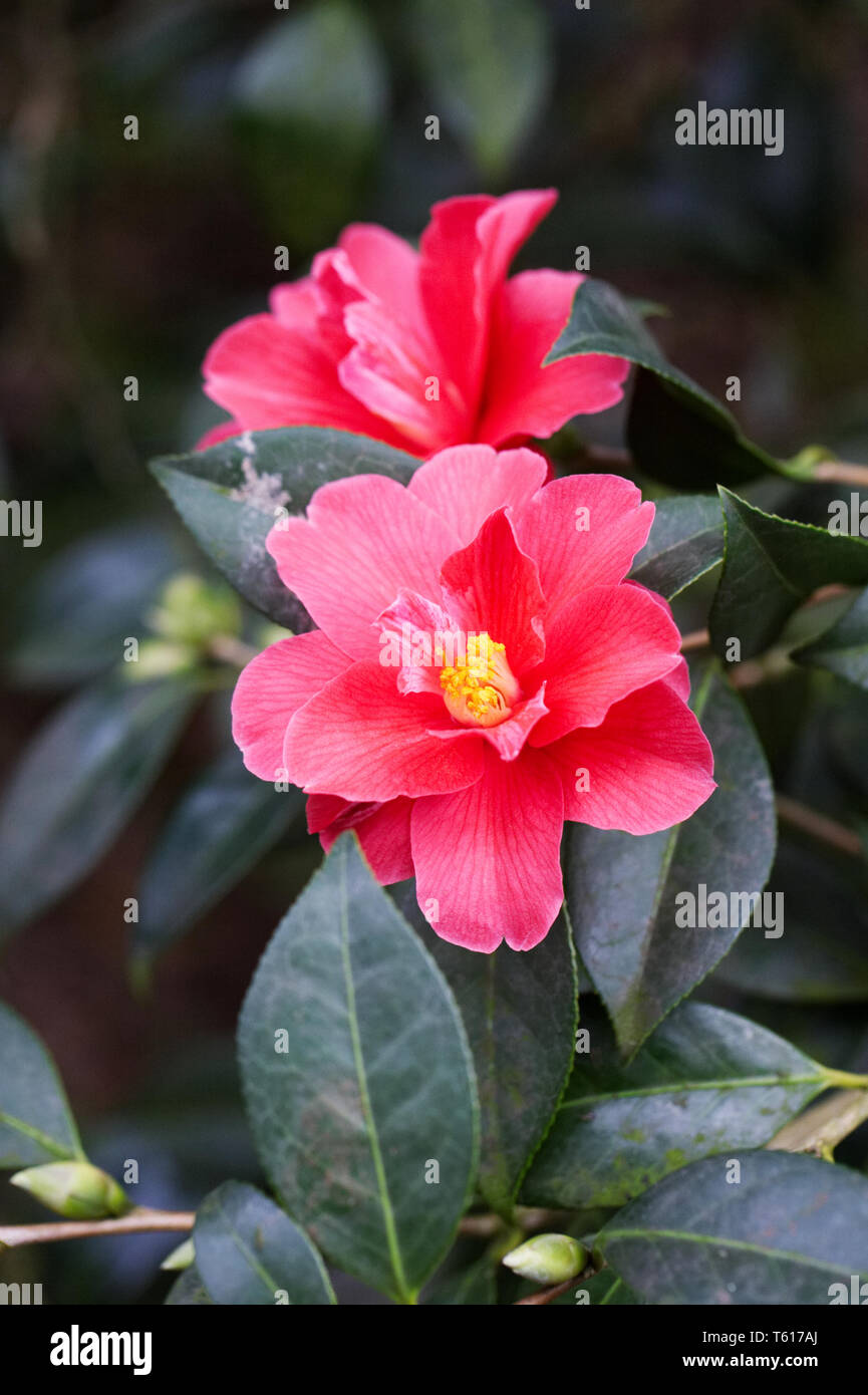 Camellia 'Freedom Bell' flowers. Stock Photo