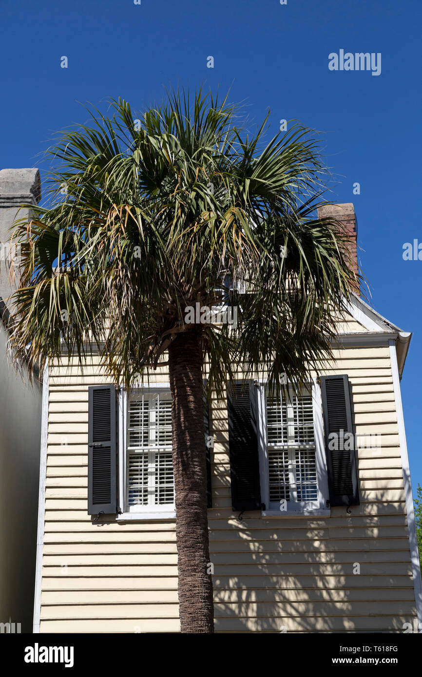 Palmetto tree in Charleston, South Carolina, USA. The palmetto is the