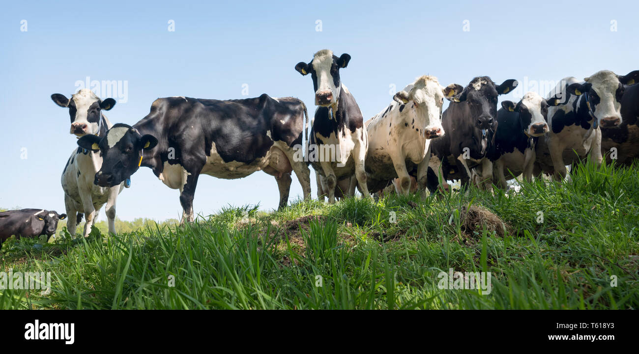 black and white cows in grassy spring meadow seen through green grass ...