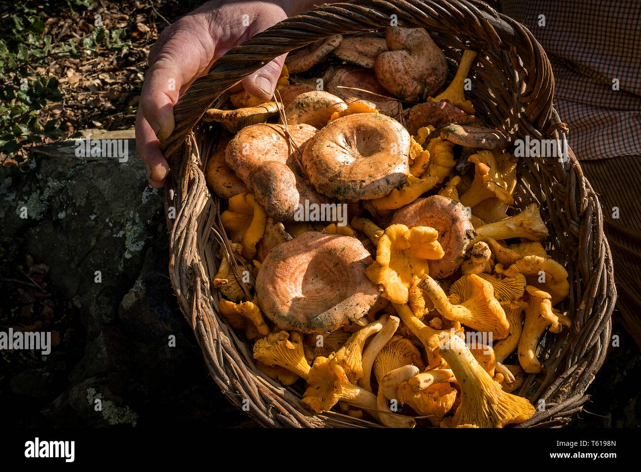 Mushrooms. Pineda de Mar. Catalunya. Spain Stock Photo