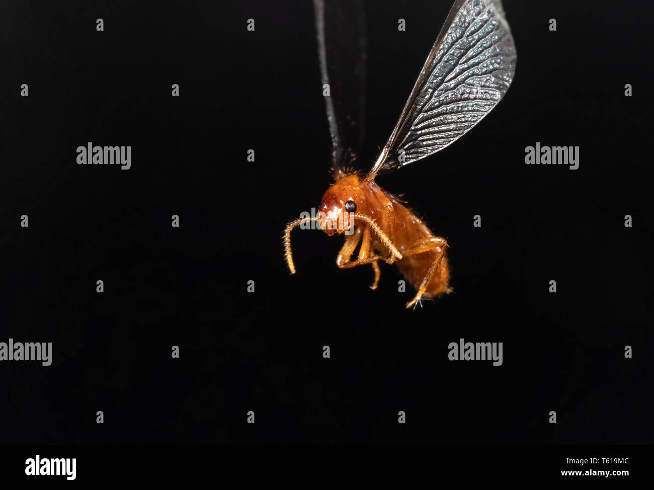 Macro Photography of Little Insect Flying Isolated on Black Background Stock Photo