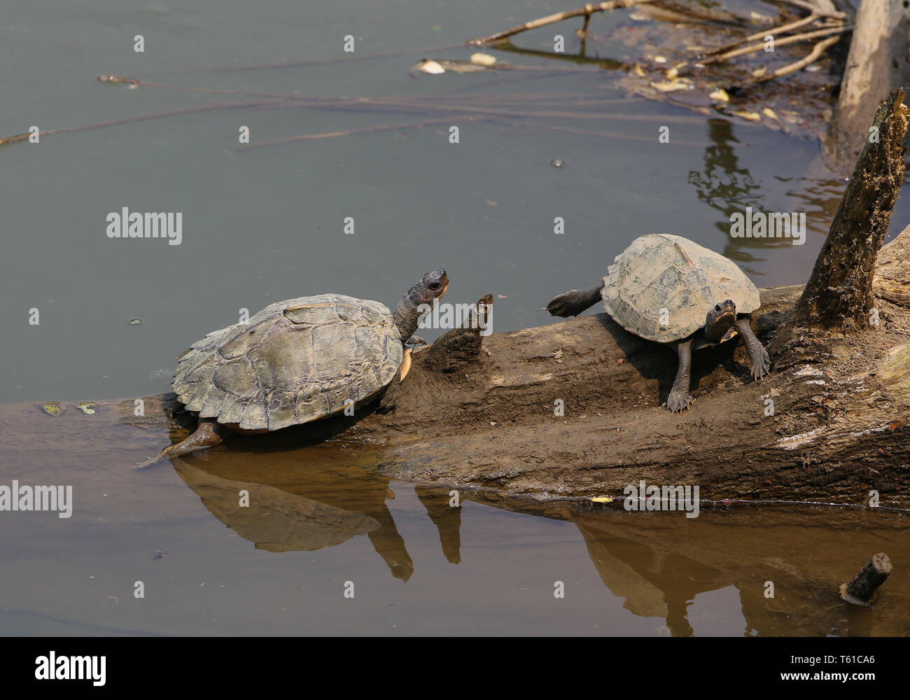 Roofed Turtles resting on a wooden log - photographed at Kaziranga National Park (India) Stock Photo