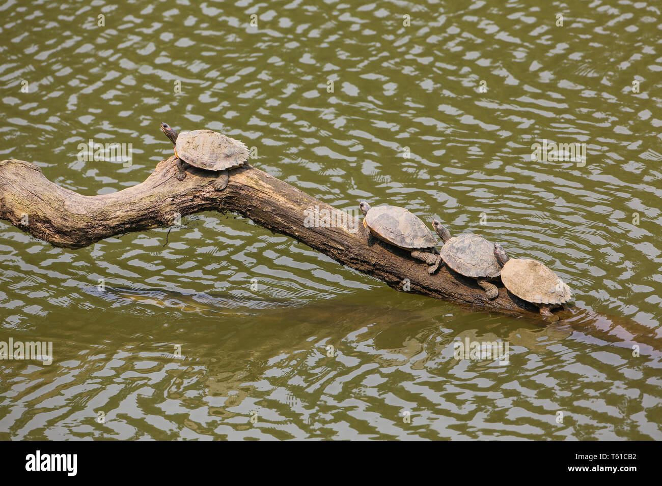 Roofed Turtles resting on a wooden log - photographed at Kaziranga National Park (India) Stock Photo