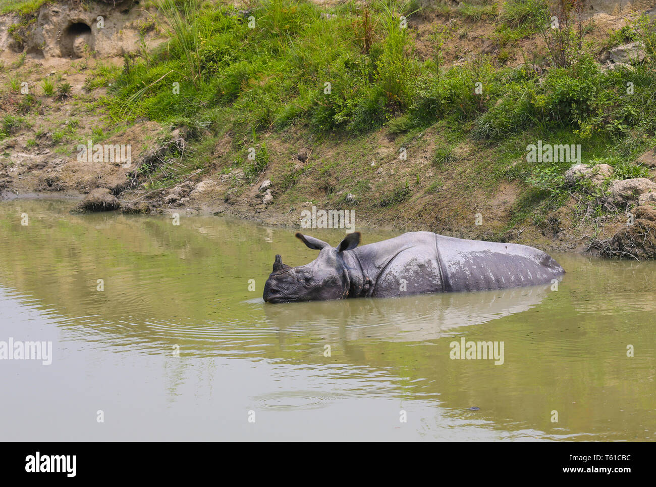 Rhino Wallowing in Water - photographed at Kaziranga National Park (India) Stock Photo