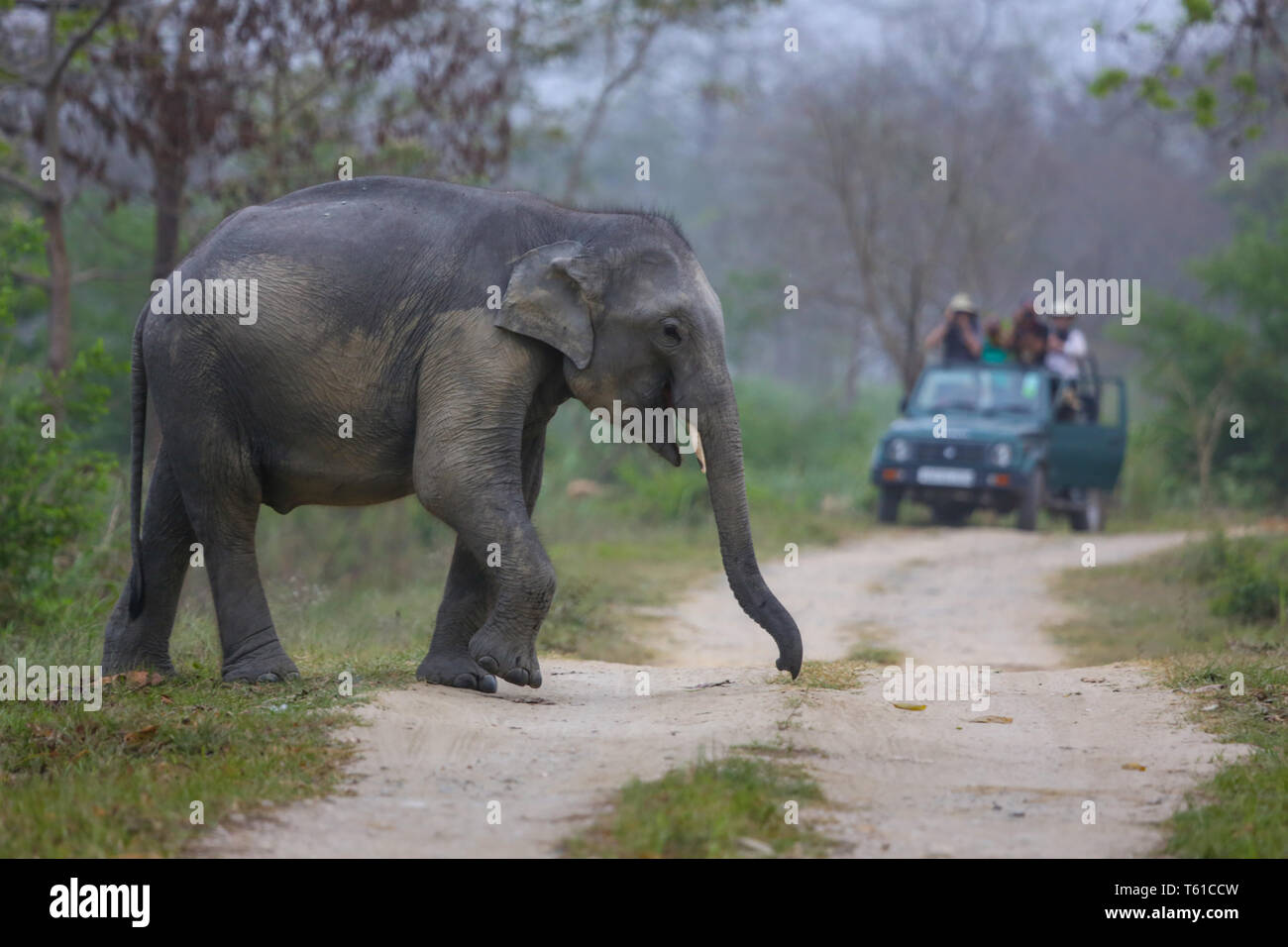 Elephant Crossing the Road - Tourists Watching from Safari Vehicle (Kaziranga National Park) Stock Photo