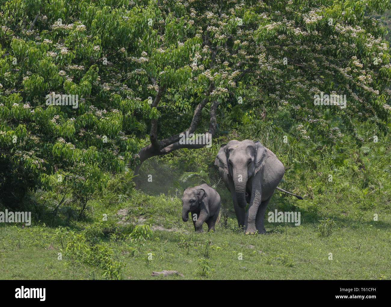 Mother and Baby Elephant - Kaziranga National Park Stock Photo